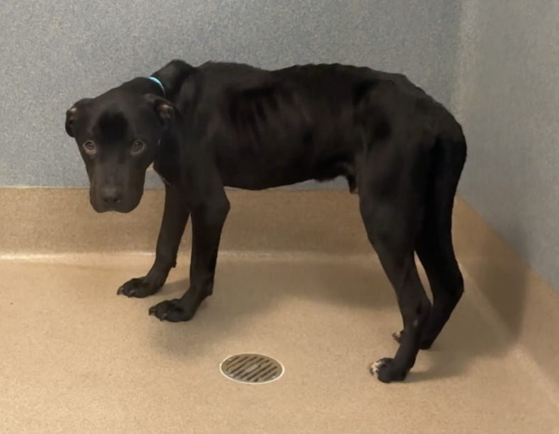 This Emaciated Dog Was Too Weak to Stand—Until a Stranger Gave Him a Name